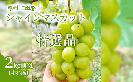 【2026年産】 特選 シャインマスカット 2kg前後 4房前後 ぶどう 葡萄 ブドウ マスカット 2kg 果物 くだもの フルーツ デザート 旬の果物 旬のフルーツ ギフト 贈り物 プレゼント 長野県 長野