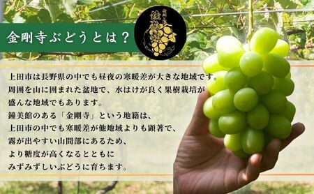 【2026年先行予約】シャインマスカット 信州上田産金剛寺ぶどう 約2kg 4～5房 ぶどう 葡萄 ブドウ マスカット 2kg 果物 くだもの フルーツ デザート 旬の果物 旬のフルーツ 長野県 長野 金剛寺ぶどう