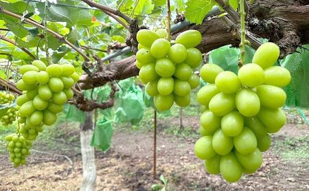 【2026年先行予約】シャインマスカット 信州上田産金剛寺ぶどう 約2kg 4～5房 ぶどう 葡萄 ブドウ マスカット 2kg 果物 くだもの フルーツ デザート 旬の果物 旬のフルーツ 長野県 長野 金剛寺ぶどう