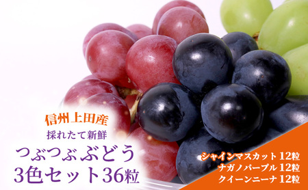 ぶどう 信州上田産 つぶつぶぶどう 3色 セット 30粒 シャインマスカット ナガノパープル クイーンニーナ 各10粒 詰め合わせ 葡萄 ブドウ  くだもの フルーツ 旬のフルーツ 長野県 長野 | 長野県上田市 | ふるさと納税サイト「ふるなび」