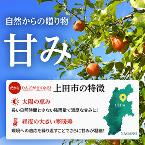 りんご 信州上田産 サンふじ 家庭用 約3kg 8～9個 林檎 リンゴ 3kg サンフジ 果物 くだもの フルーツ デザート 旬の果物 旬のフルーツ 傷 長野県 長野