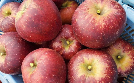 りんご 信州上田産 秋映 家庭用 約3kg 8～9個 林檎 リンゴ 3kg 果物 くだもの フルーツ デザート 旬の果物 旬のフルーツ 傷 長野県 長野