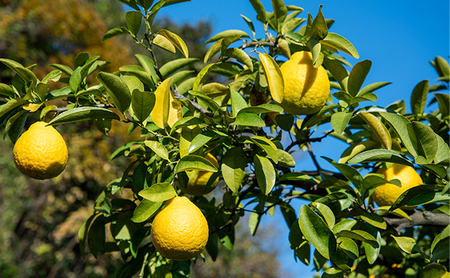 ジャム 長野 四季のジャム 三宝柑 4個 セット 飯島商店 みかんジャム みかん 柑橘 朝ごはん 朝食 パン フルーツ 果物 デザート スイーツ ギフト プレゼント 贈答 贈り物 調味料 加工食品 ミカンジャム ミカン 蜜柑 長野県 上田市 上田
