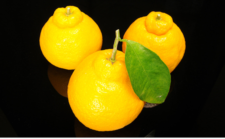 ジャム 長野 四季のジャム 三宝柑 マーマレード 2個 セット 飯島商店 スライスした皮入り みかんジャム みかん 柑橘 朝ごはん 朝食 パン フルーツ 果物 デザート スイーツ ギフト プレゼント 贈答 贈り物 調味料 長野県 上田市 上田