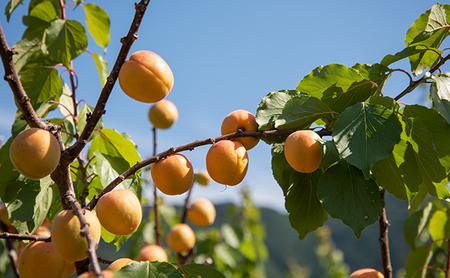 ジャム 長野 四季のジャム あんず 2個 セット 飯島商店 あんずジャム 朝ごはん 朝食 パン フルーツ 果物 デザート スイーツ ギフト プレゼント 贈答 贈り物 調味料 加工食品 アンズジャム アンズ 杏 杏子 長野県 上田市 上田