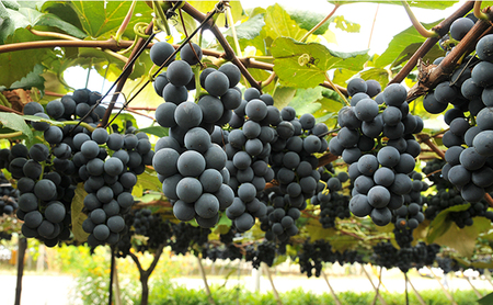 ジャム 長野 四季のジャム ぶどう コンコード 2個 セット 飯島商店 ぶどうジャム 朝ごはん 朝食 パン フルーツ 果物 デザート スイーツ ギフト プレゼント 贈答 贈り物 調味料 加工食品 ブドウジャム ブドウ 葡萄 長野県 上田市 上田