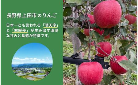 サンふじ　5kg　りんご リンゴ 林檎 果物 フルーツ 長野