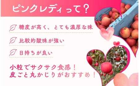 ピンクレディー(R)　5kg　りんご リンゴ 林檎 果物 フルーツ 長野