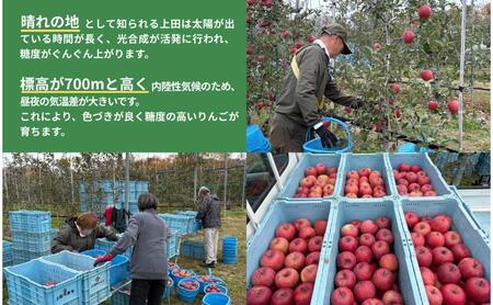 ピンクレディー(R)　5kg　りんご リンゴ 林檎 果物 フルーツ 長野