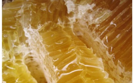 信州日本みつばち 和蜂蜜（600g）