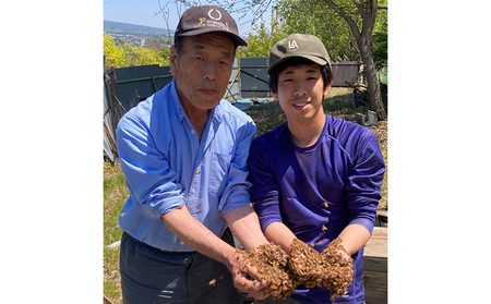 国産生はちみつ　アカシア・リンゴ600g 2本セット