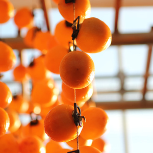 信州の特産品「市田柿」ご家庭用 500g 〈2026年1月上旬~2月下旬発送〉 | 果物 くだもの フルーツ 柿 かき 市田柿 長野県 信州 南信州 飯田市