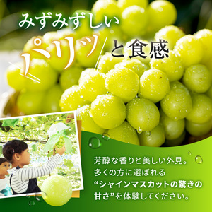 長野県産 シャインマスカット 秀品 約1kg〈2026年9月下旬～11月上旬発送〉| 長野県 飯田市
