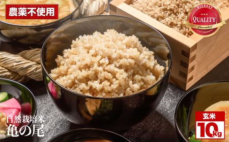 令和8年産 先行予約 自然栽培米 亀の尾 玄米 10kg | 米 自然栽培 農薬不使用 玄米 亀の尾 銘柄米 幻の米 こめ ご飯 ごはん 長野県 飯田市 信州