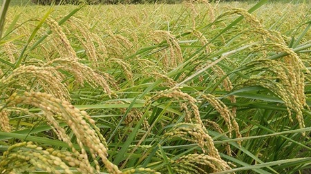 令和8年産 先行予約 自然栽培米 亀の尾 玄米 10kg | 米 自然栽培 農薬不使用 玄米 亀の尾 銘柄米 幻の米 こめ ご飯 ごはん 長野県 飯田市 信州