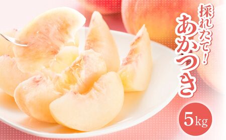 【2026年先行受付】長野県 南信州飯田産 桃 あかつき 約5kg1箱 | 果物 くだもの フルーツ 桃 もも あかつき ジューシー 長野県 飯田市 信州