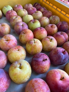 【2026年先行受付】長野県 南信州飯田産 高級すもも[貴陽]約1.8kg | 果物 くだもの フルーツ すもも 貴陽 ジューシー 贈答用 贈り物 プレゼント 長野県 飯田市 信州