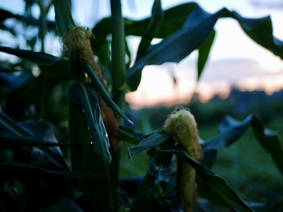 【2026年分先行受付】南信州産 完熟生とうもろこし 約5kg | 長野県 飯田市