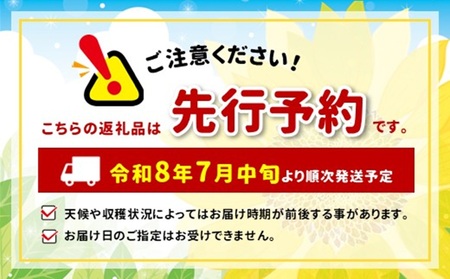 【2026年分先行受付】南信州産 完熟生とうもろこし 約8kg | 長野県 飯田市