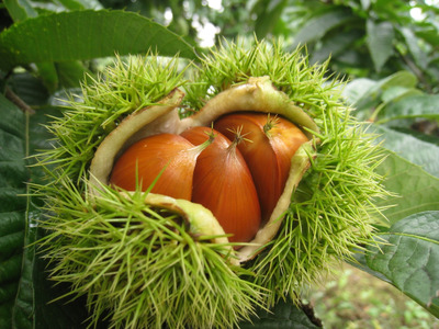 厳選 した 長野県産 の 栗 を 贅沢 に 使用! 栗きんとん 16個 × 2箱 戸田屋 | くりきんとん 栗 くり クリ 和栗 国産 長野県産 秋 菓子 和菓子 職人 手作り 和 スイーツ デザート 手土産 送料無料 ふるさと納税 長野県 飯田市