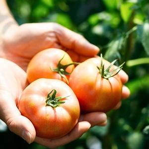 濃厚 プレミアム トマトジュース とまとdeプレミアムな幸せ 180ml × 3本 | 飲料 野菜飲料 ジュース 100%トマトジュース トマト とまと 長野県 信州 南信州 飯田市