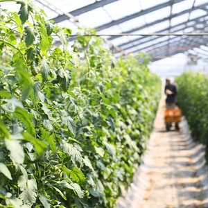 濃厚 プレミアム トマトジュース とまとdeプレミアムな幸せ 180ml × 3本 | 飲料 野菜飲料 ジュース 100%トマトジュース トマト とまと 長野県 信州 南信州 飯田市