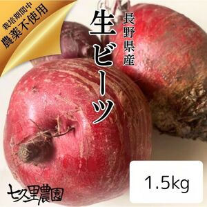 レッド パワー ビーツ 約1.5kg | 野菜 ビーツ 生ビーツ レッドパワー レッドパワービーツ 新鮮 長野県 信州 南信州 飯田市