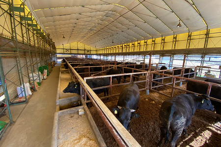 土屋畜産 信州 プレミアム 牛 特選 サーロイン ステーキ (180g×2枚) | 長野県 飯田市