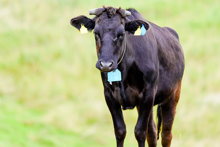 土屋畜産 信州 プレミアム 牛 特選 サーロイン ステーキ (180g×2枚) | 長野県 飯田市