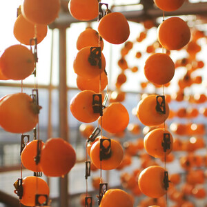 長野県産 南信州に伝わる伝統の味 市田柿 170g×3袋 <2026年1月上旬~2月下旬発送> | 果物 くだもの フルーツ 柿 かき 市田柿 干し柿 長野県 信州 南信州 飯田市