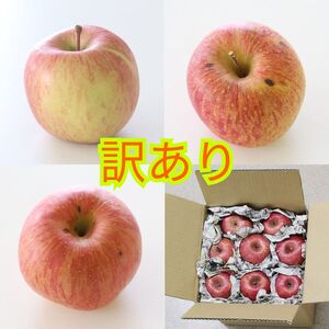 訳あり品 長野県産 サンふじ 約5kg ＜2026年1月上旬～2月上旬発送＞ | 果物 くだもの フルーツ 訳あり サンふじ サンフジ りんご リンゴ 林檎 長野県 信州 南信州 飯田市