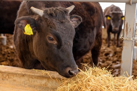 たかどや牧場産 黒毛和牛 信州牛 しゃぶしゃぶ ( モモ または ウデ ) 250g | 肉 牛肉 黒毛和牛 信州牛 モモ ウデ しゃぶしゃぶ 長野県 飯田市 信州