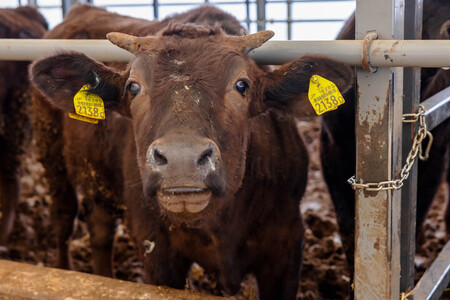 たかどや牧場産 黒毛和牛 信州牛 切り落とし 500g ( 250g × 2パック ) | 肉 牛肉 黒毛和牛 信州牛 切り落とし モモ ウデ しゃぶしゃぶ 長野県 飯田市 信州