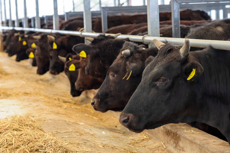 たかどや牧場産 黒毛和牛 信州牛 切り落とし 500g ( 250g × 2パック ) | 肉 牛肉 黒毛和牛 信州牛 切り落とし モモ ウデ しゃぶしゃぶ 長野県 飯田市 信州