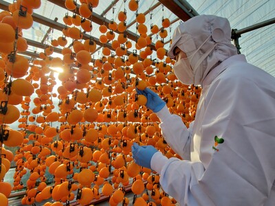 冷凍 熟成 市田柿 500g | 柿 干し柿 干しがき 果物 フルーツ 干柿 おやつ お菓子 スイーツ お取り寄せ グルメ ギフト プレゼント 贈り物 手土産 名産品 ドライフルーツ長野県 飯田市 信州