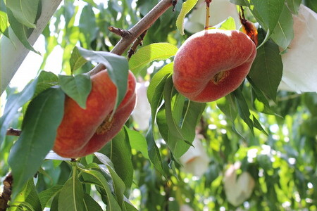 【2026先行予約】桃 蟠桃 ( ばんとう ) 1.5kg 箱入り | 幻の桃 不老 長寿 美容 希少 高級 もも 甘い 人気上昇中 楊貴妃 果物 くだもの フルーツ 長野県 飯田市 信州