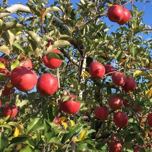 シードル 3本 セット | 太陽農場