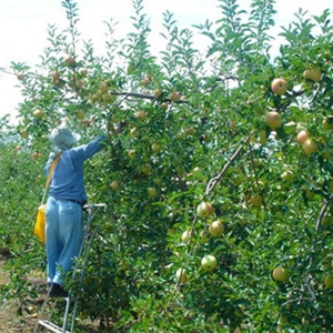 シードル 3本 セット | 太陽農場