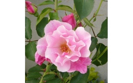 【SUWAプレミアム認定商品】ローズ＆ハニーシアバター／ 信州諏訪ガラスの里 フロンティア蓼科 保湿クリーム 全身 ボディークリーム ハンドクリーム リップクリーム スキンケア バーム 化粧品 化粧品 化粧品 化粧品 化粧品 信州 長野県 諏訪市 諏訪 【11-07】