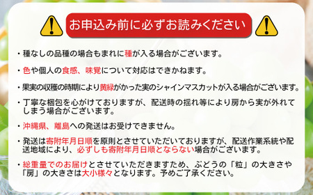 季節のぶどう3種セット(各1房) (シャインマスカット1房は必ず入ります)《信州グルメ市場》■2025年発送■※9月上旬頃～9月下旬頃まで順次発送予定