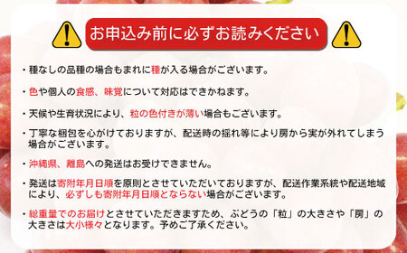 クイーンルージュ® 約1.2kg（約1～3房）《信州グルメ市場》■2025年発送■※9月上旬頃～10月中旬頃まで順次発送予定