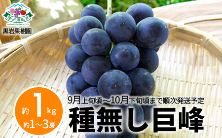 種無し巨峰 約1kg（約1～3房）《黒岩果樹園》□2024年発送□※9月上旬頃