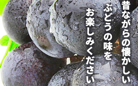 種無し巨峰 約1kg（約1～3房）《黒岩果樹園》□2024年発送□※9月上旬頃