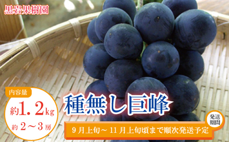 種無し巨峰 約1.2kg（約2～3房）《黒岩果樹園》■2024年発送■※9月上旬頃～11月上旬頃まで順次発送予定