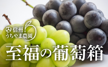 【秋に届く】至福の葡萄箱 1kg以上！（シャインマスカット1房＆種なし巨峰1房）《信州うちやま農園》■2024年発送■※9月中旬頃～10月下旬頃まで順次発送予定