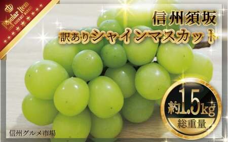 訳あり シャインマスカット 約1.5kg《信州グルメ市場》■2025年発送■※9月上旬頃～10月下旬頃まで順次発送予定