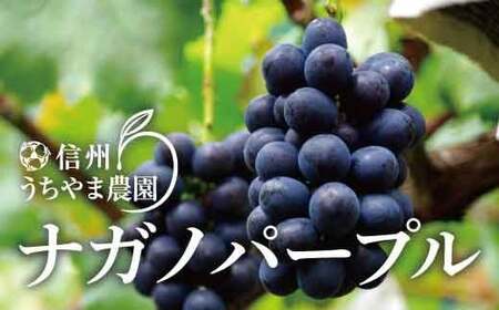 【先行受付】ナガノパープル 1kg以上(約2～4房)《信州うちやま農園》■2024年発送■※8月下旬頃～10月下旬頃まで順次発送予定