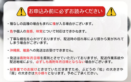 【先行受付】ナガノパープル 約1kg (約2～4房)《信州うちやま農園》■2025年発送■※8月中旬頃～10月中旬頃まで順次発送予定