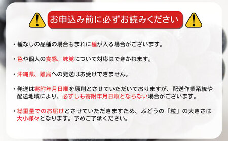 【先行受付】数量限定 訳あり ナガノパープル（バラバラ君）約700g《信州うちやま農園》■2025年発送■※8月中旬頃～10月下旬頃まで順次発送予定