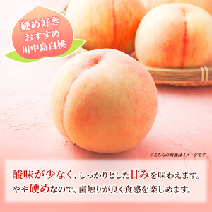 2026年発送 先行予約 「浅間水蜜桃プレミアム」 もも 川中島白桃 秀品 約2kg 5～9玉 ふるさと納税 果物 フルーツ モモ 果肉 デザート 酸味少なめ 硬め 長野県産 小諸市